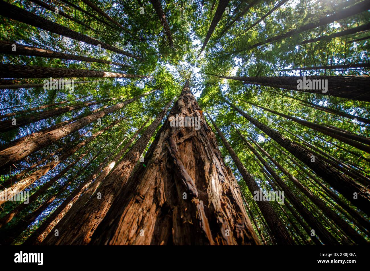 Bild eines roten Mammutbaums, der an einem sonnigen Tag mit den restlichen Bäumen im Wald in den Himmel klettert Stockfoto