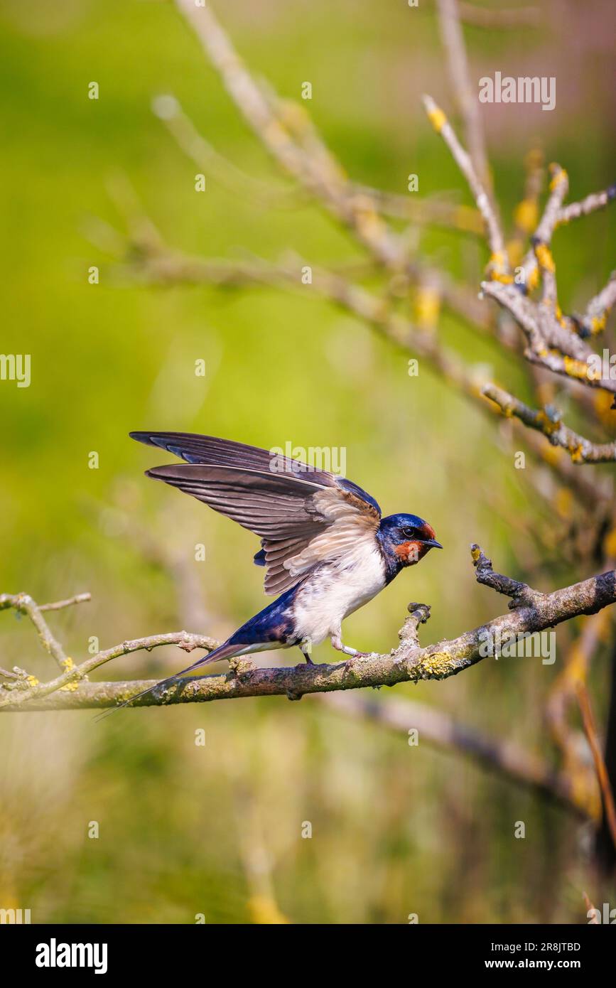 Eine Schwalbe (Hirundo rustica) in Skomer, einer Insel vor der Küste von Pembrokeshire, in der Nähe von Marloes in Westwales, bekannt für ihre Tierwelt Stockfoto