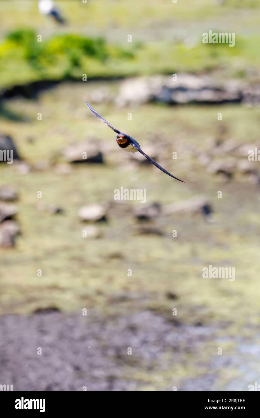 Eine Schwalbe (Hirundo rustica) im Flug in Skomer, einer Insel vor der Küste von Pembrokeshire, in der Nähe von Marloes in Westwales, bekannt für ihre Tierwelt Stockfoto