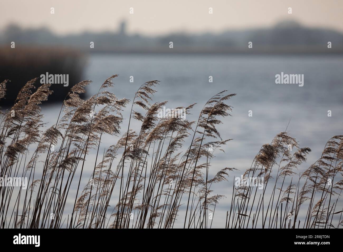 Gräser und Feuchtgebiete bei Horsey Mere in der Abenddämmerung im Februar, Norfolk, England, Vereinigtes Königreich Stockfoto