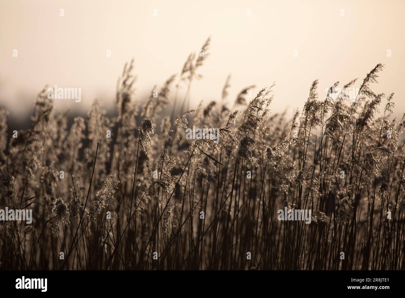 Gräser im abendlichen Sonnenlicht bei Horsey Mere in der Dämmerung im Februar, Norfolk, England, Vereinigtes Königreich Stockfoto