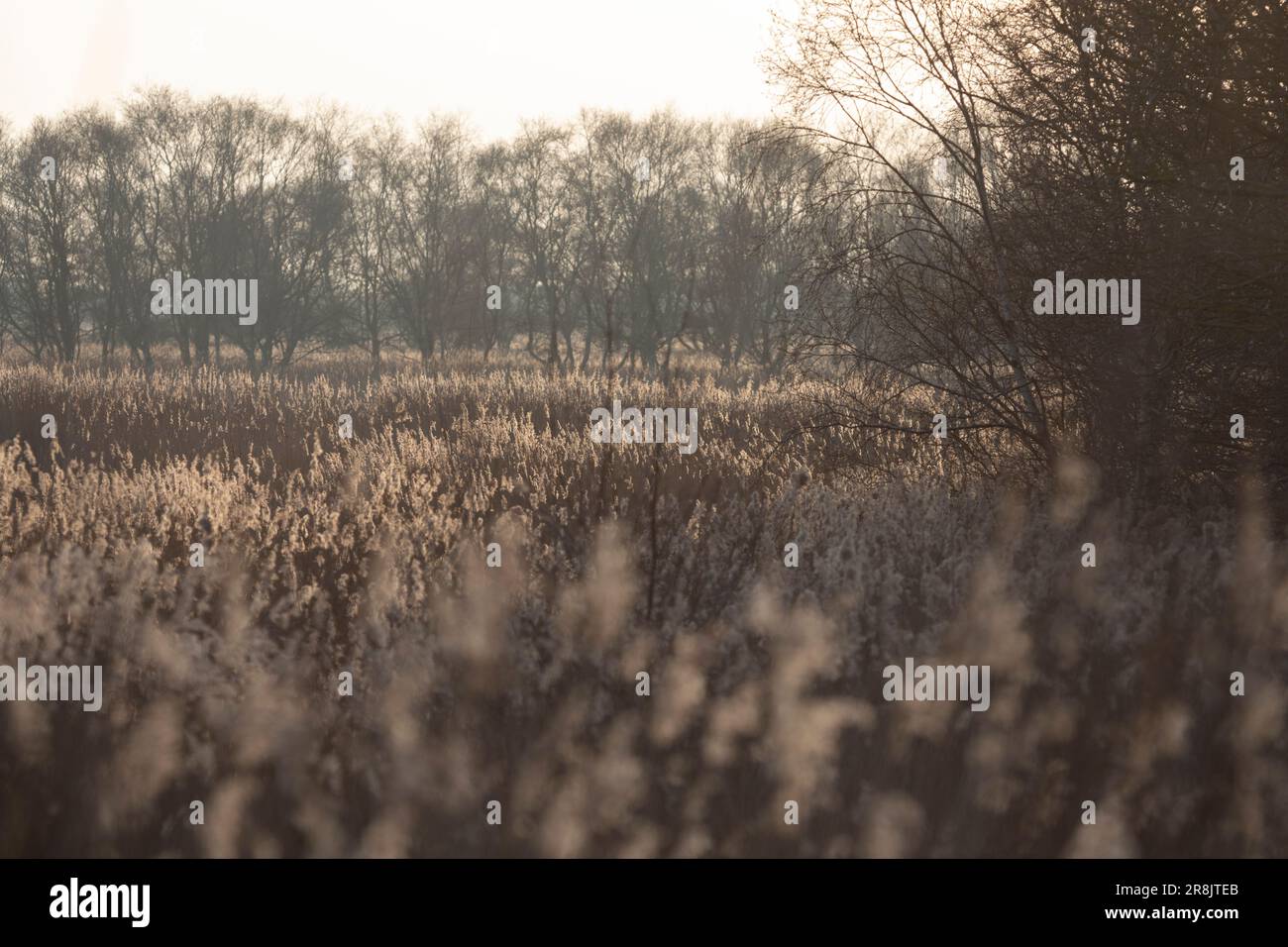 Sumpfgebiet bei Horsey Mere in der Abenddämmerung im Februar, Norfolk, England, Vereinigtes Königreich Stockfoto
