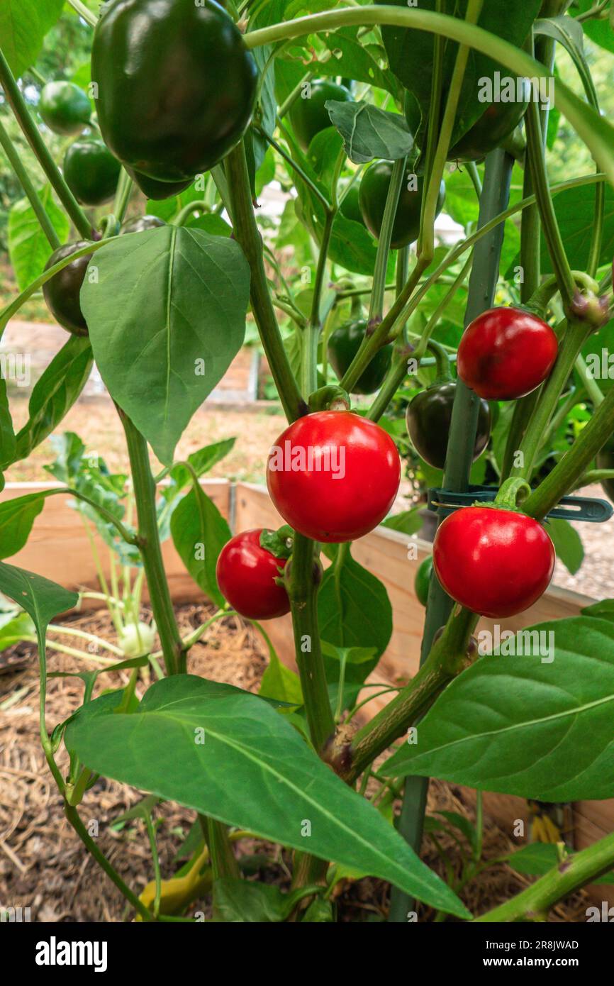 Rote Pfefferkörner auf einem Busch in einem Sommergarten. Kleine