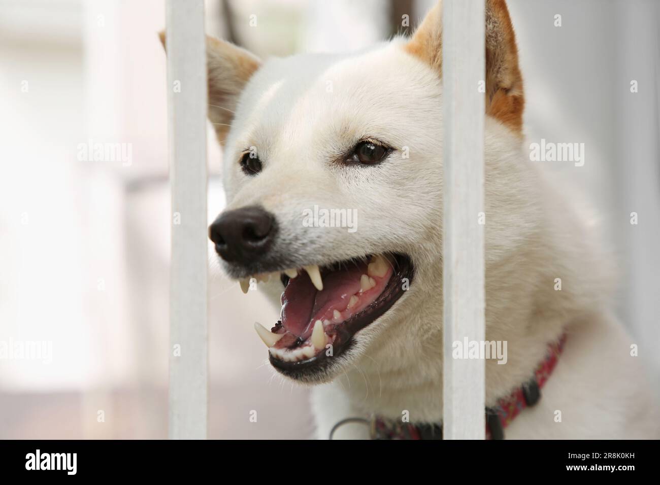 Shiba-Inu-Hund in der Nähe von Metallzäunen draußen, Nahaufnahme Stockfoto