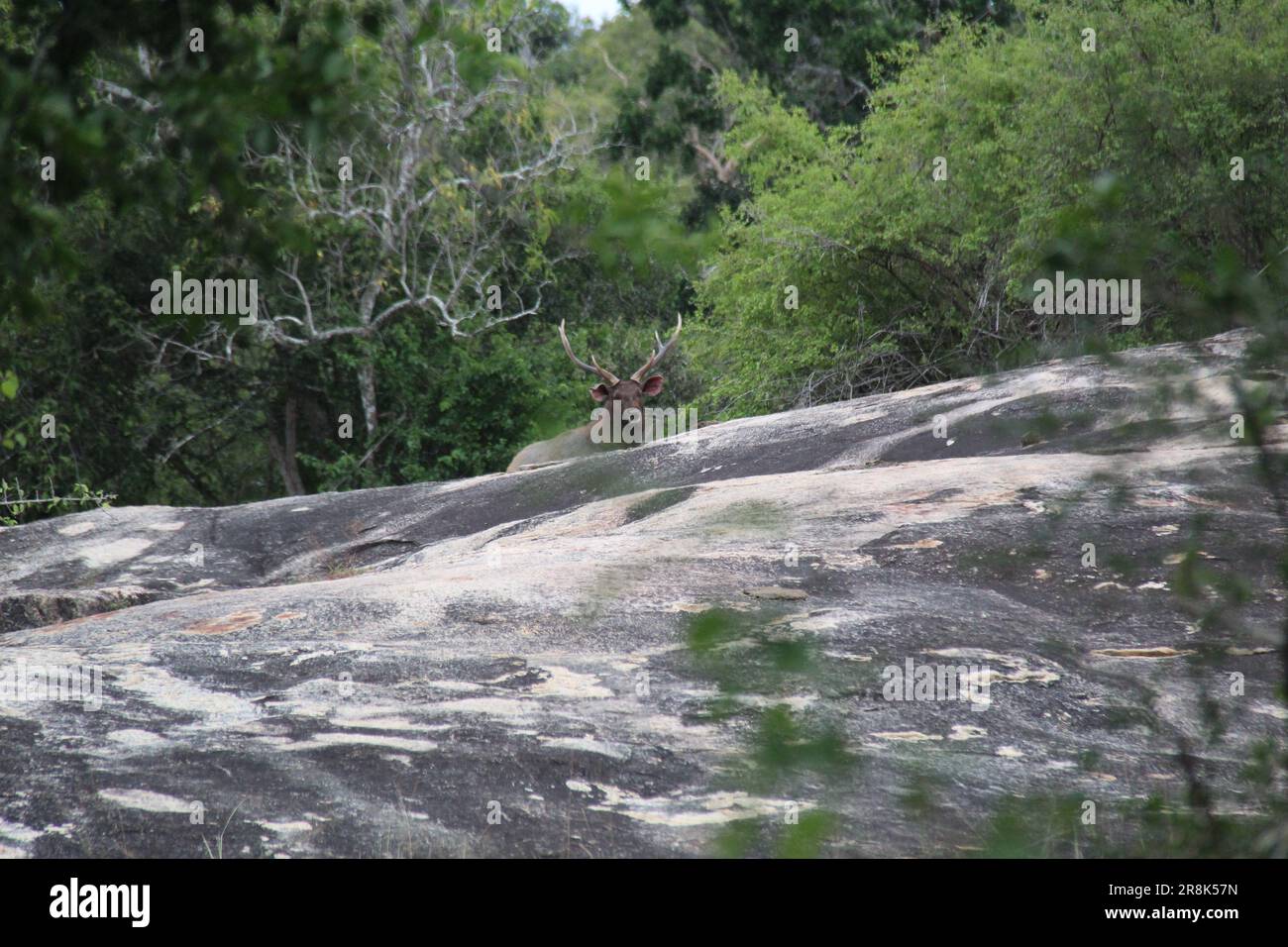 Sri Lanka Wildlife Fotos, Besuchen Sie Sri Lanka Stockfoto