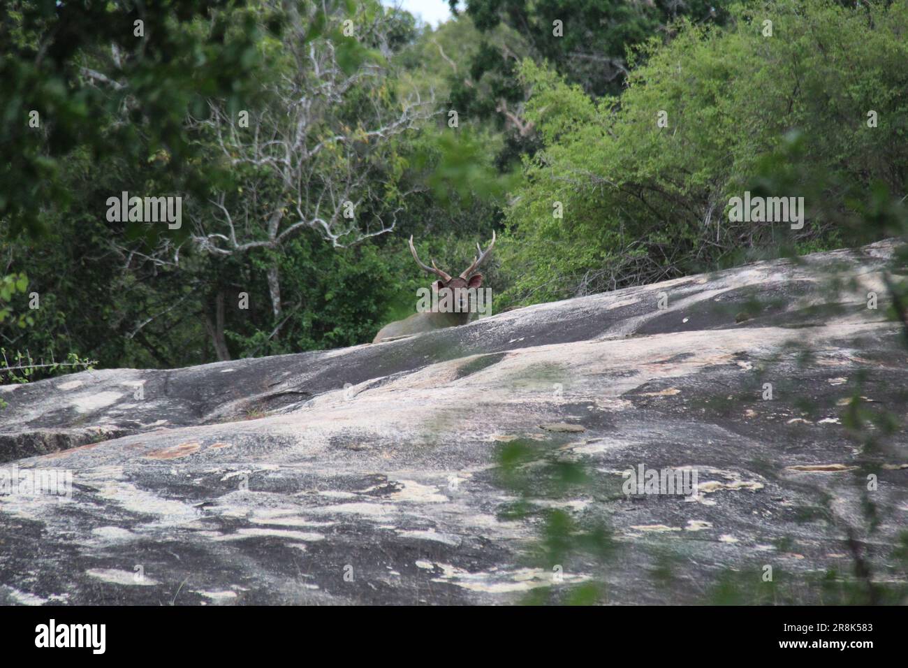 Sri Lanka Wildlife Fotos, Besuchen Sie Sri Lanka Stockfoto