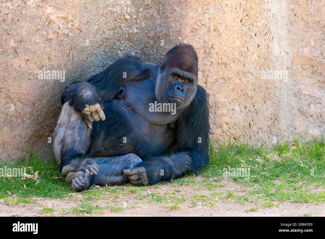 Westlicher Lowland Gorilla. Männlich. Gesehen im BioPark Zoo, Albuquerque, New Mexico, USA Stockfoto