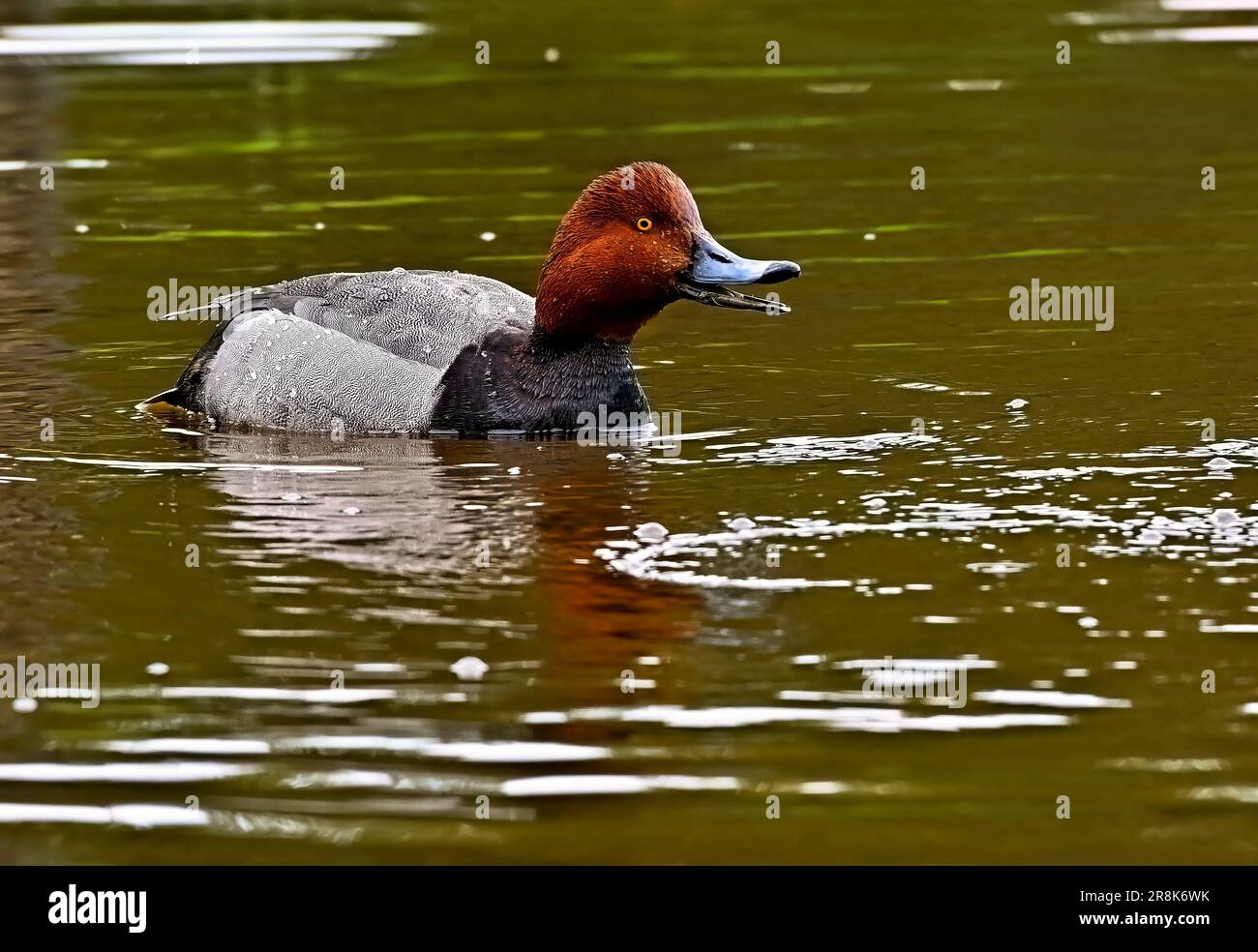 Eine wilde Rothaarige „Aythya americana“, die in einem ruhigen Wasserteich im ländlichen Alberta, Kanada, schwingt Stockfoto