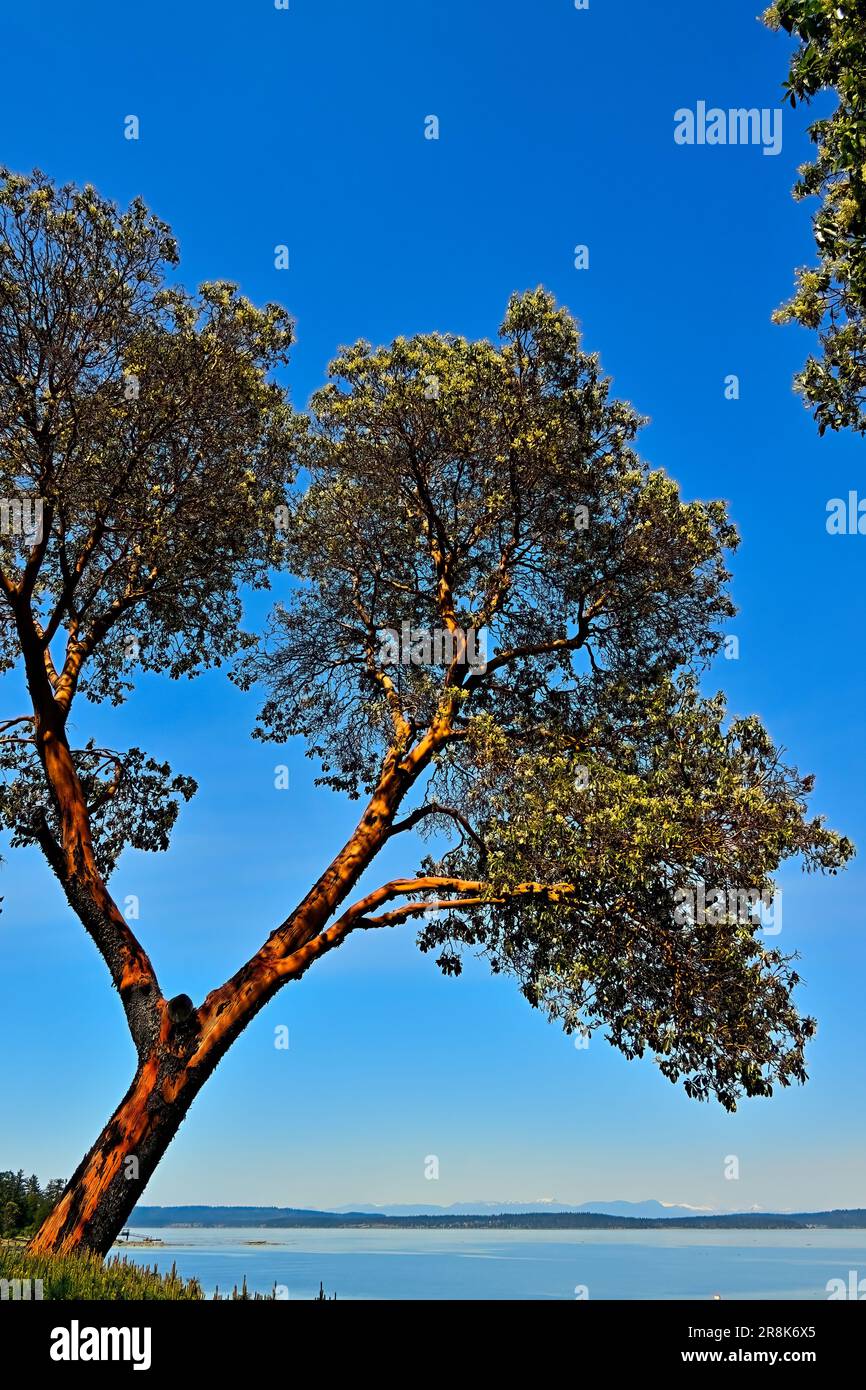 Ein vertikales Bild einer pazifischen Madrone, des Arbutusbaums (Arbutus menzeisii), ist der einzige einheimische immergrüne Breiblattbaum in Kanada und wächst entlang des P Stockfoto