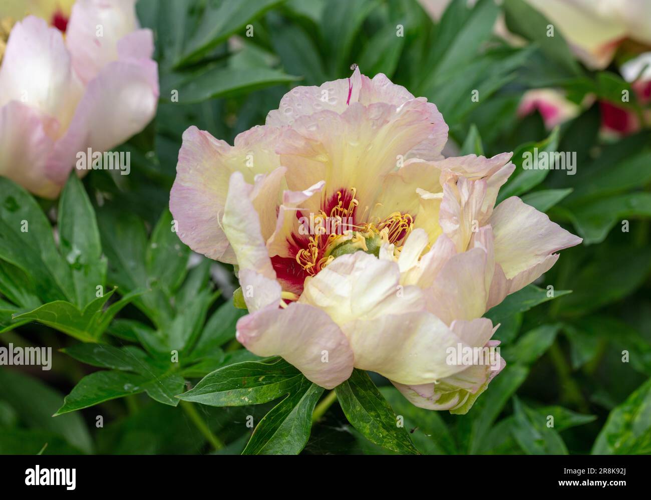 „Old Rose Dandy“ Itoh Pony, Itoh-Pion (Paeonia itoh Hybrid) Stockfoto