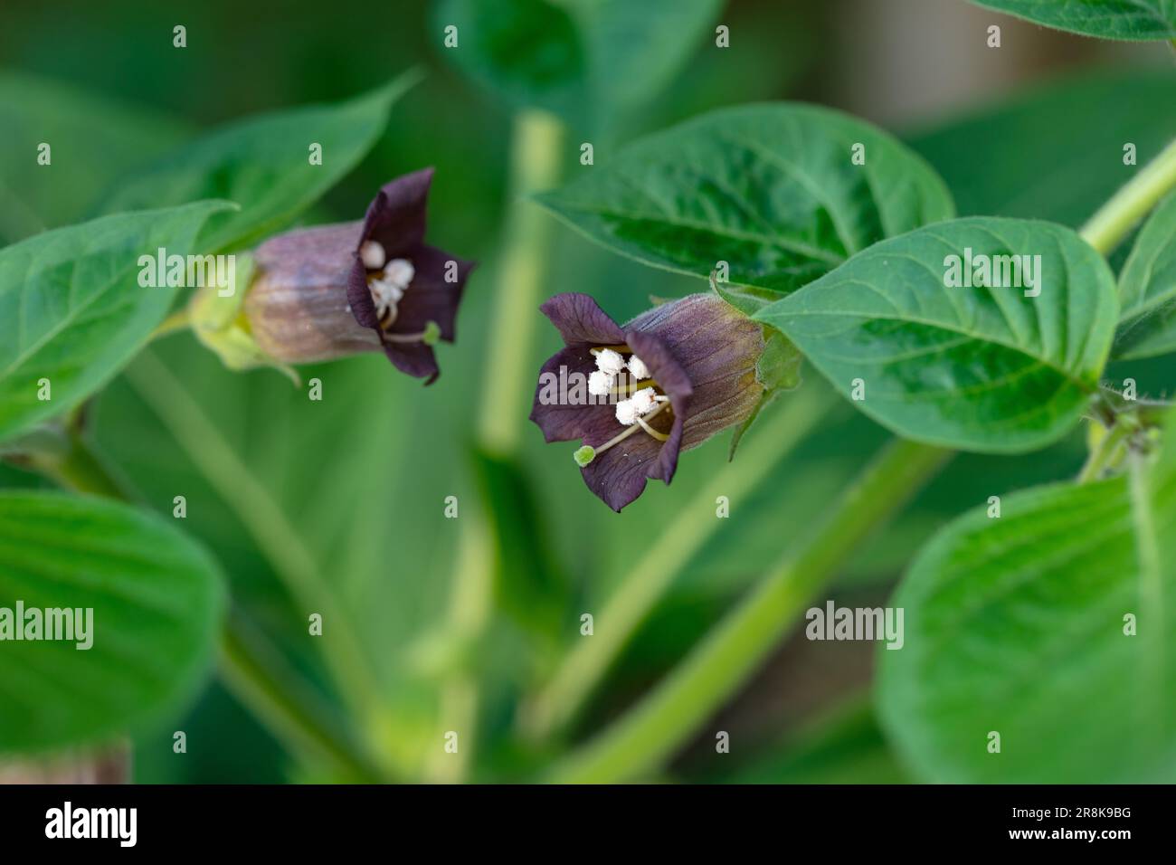 Tödlicher Nachtschatten, Belladonna (Atropa belladonna) Stockfoto