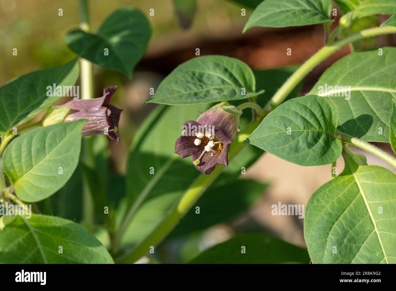 Tödlicher Nachtschatten, Belladonna (Atropa belladonna) Stockfoto