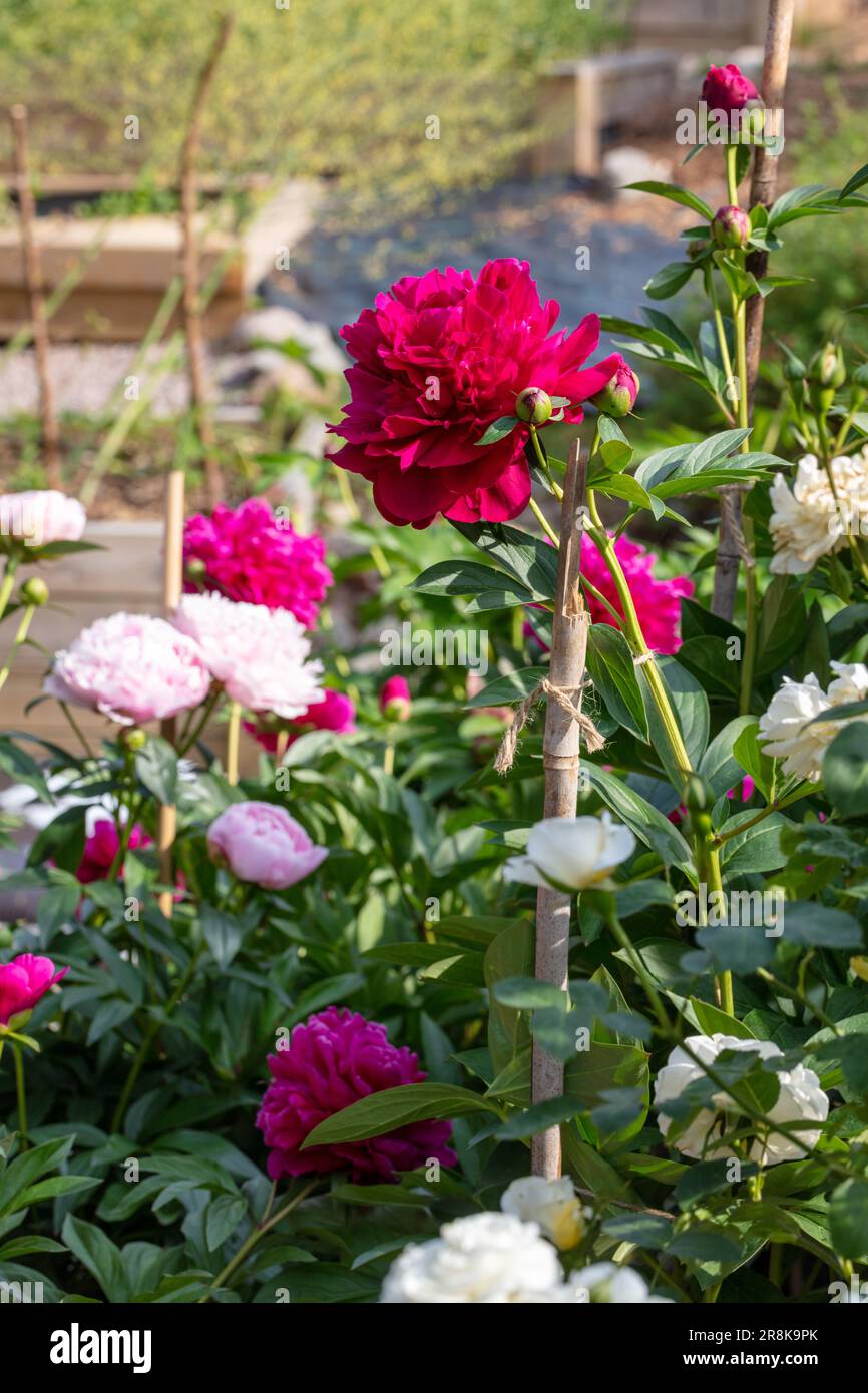 „Black Beauty“ Gemeine Gartenpfingstrose, Luktpion (Paeonia lactiflora) Stockfoto