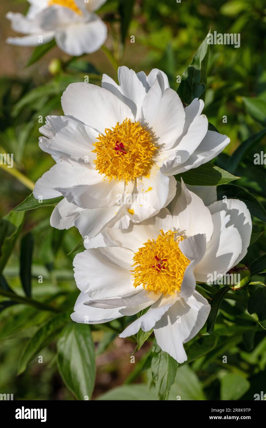 'White Wings' gemeinsamer Garten, Luktpion Pfingstrose (Paeonia lactiflora) Stockfoto