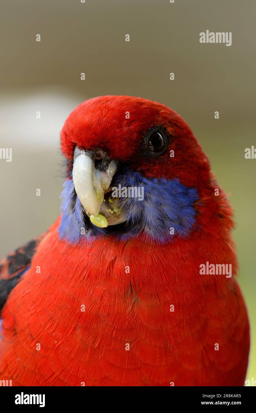 Crimson Rosella ist ein Papagei aus Ost- und Südostaustralien. In Richtung Kamera Stockfoto