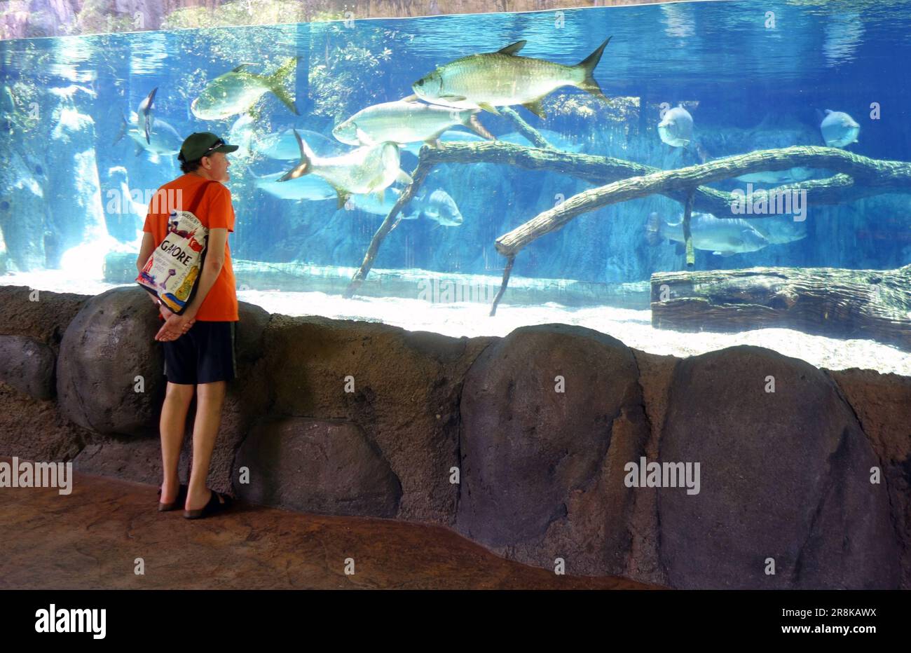 Ein Mann, der einen Tank voller großer Tarponfische sieht, River Wonders Ausstellung, Singapore Zoo. Kein MR oder PR Stockfoto