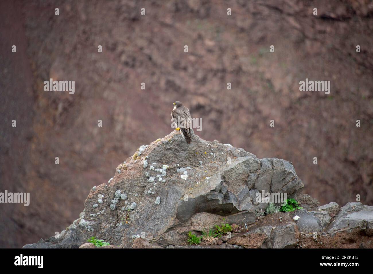 Wanderfalke auf dem Vesuv Stockfoto