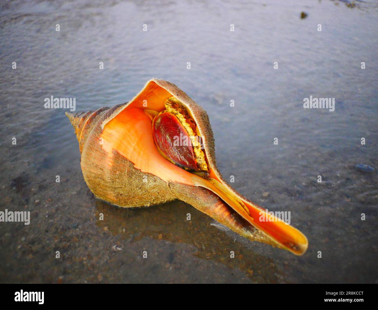 Giant Shell am Island Beach, Kimberley Western Australia Stockfoto