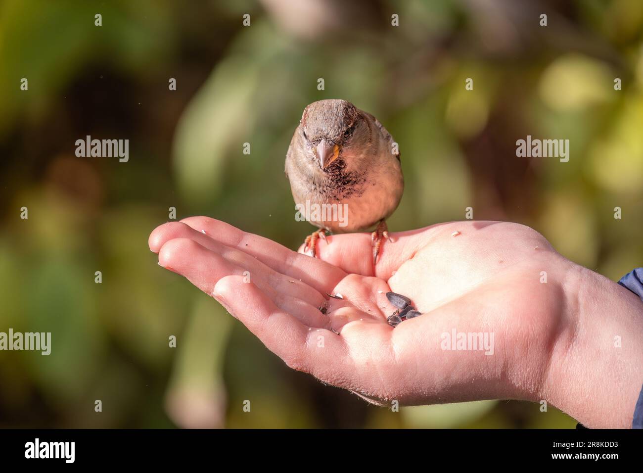 Der Junge füttert die Vögel mit Samen aus seiner Hand. Sperling frisst ...