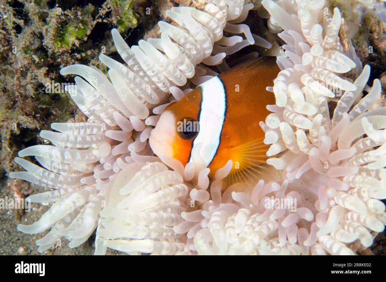 Clarks Anemonefish, Amphiprion clarkii, in Beaded Sea Anemone, Heteractis aurora, Rhino City Tauchplatz, Ambon, Maluku, Indonesien, Banda Sea Stockfoto