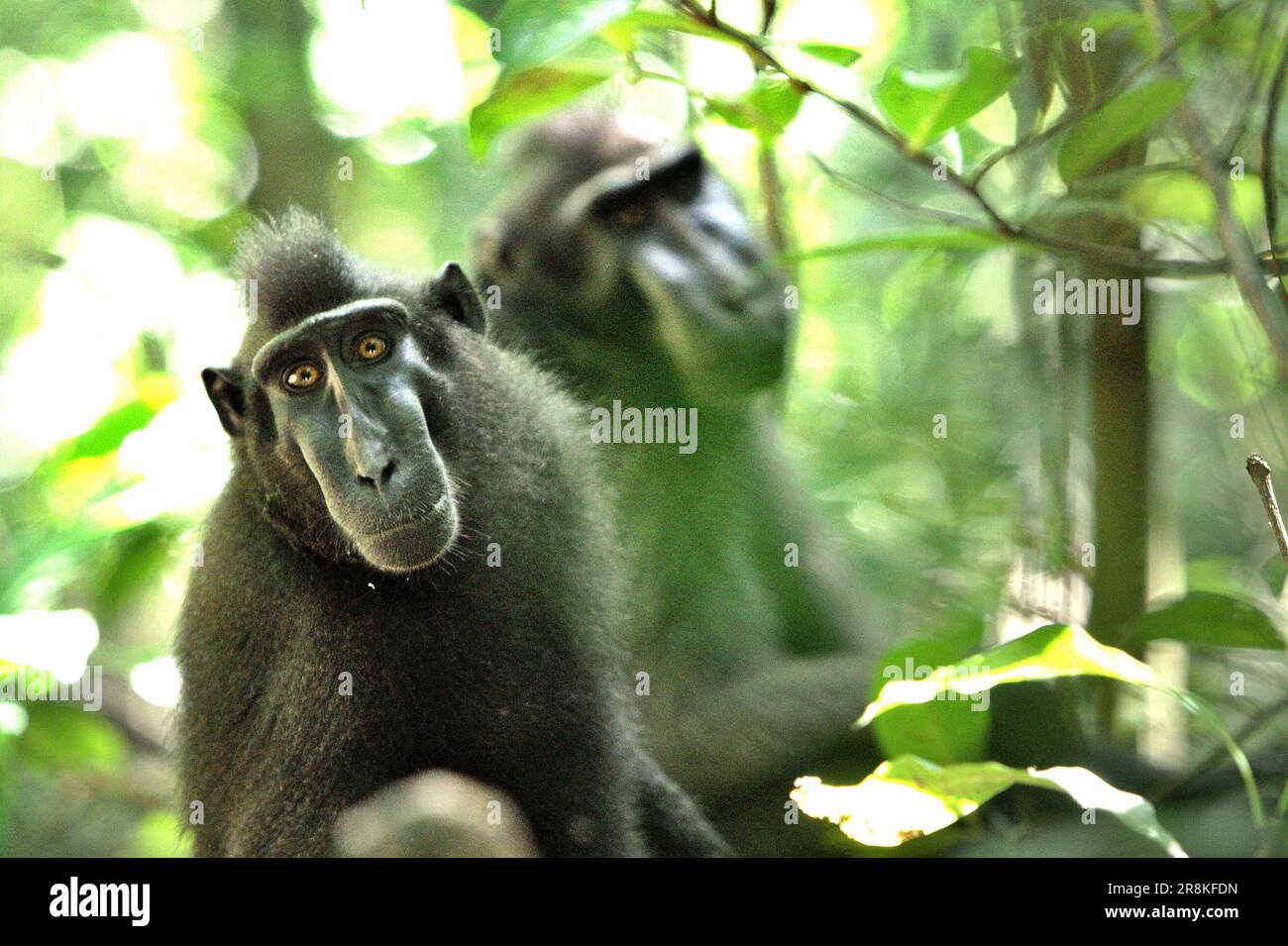 Kammmakaken (Macaca nigra) im Naturschutzgebiet Tangkoko, North Sulawesi, Indonesien. Die globale Erwärmung könnte die Lebensraumtauglichkeit von Primaten verringern, was sie dazu zwingen könnte, aus sicheren Lebensräumen auszuwandern und mehr potenzielle Konflikte mit Menschen zu haben, sagen Wissenschaftler. Stockfoto