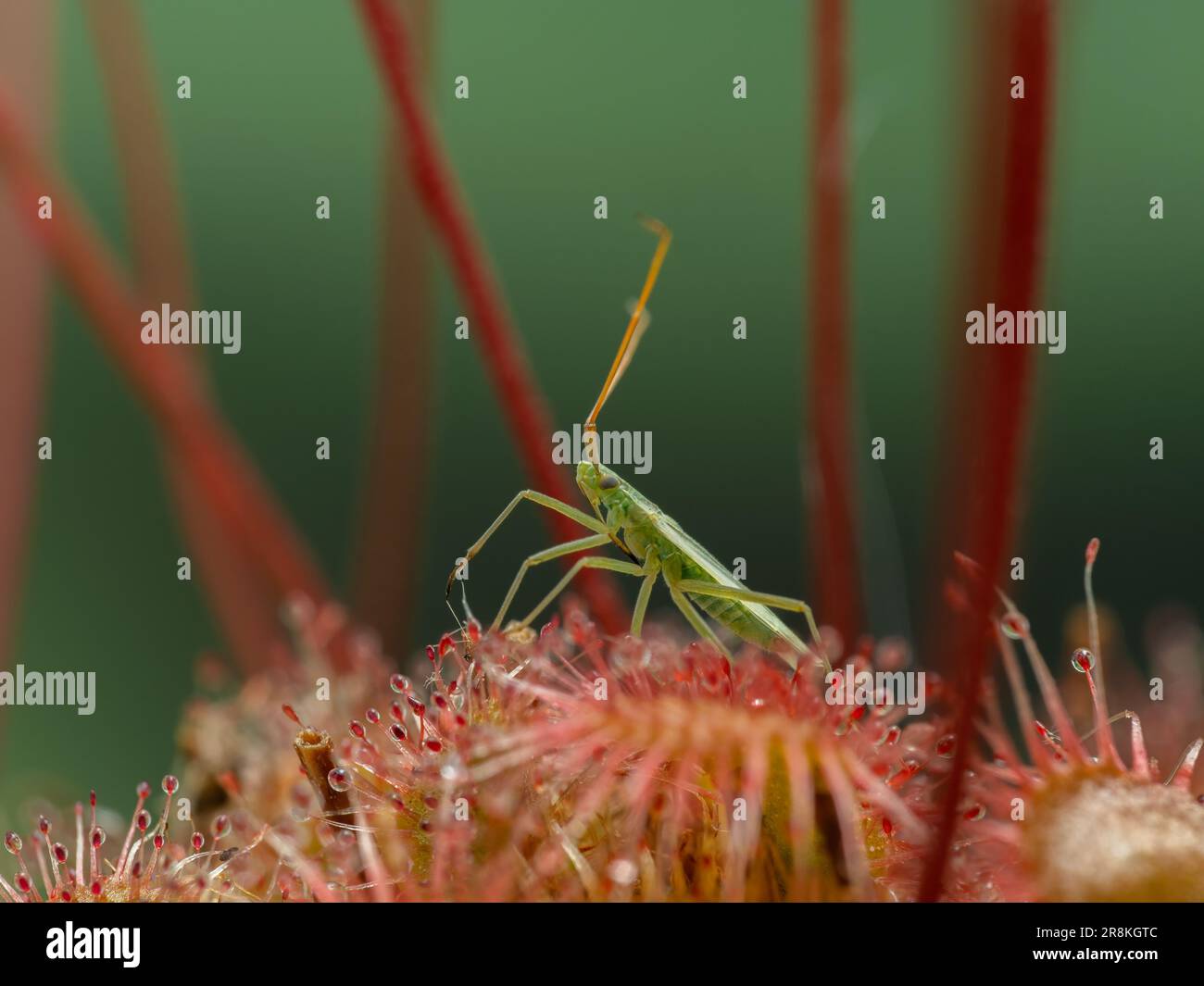 Eine winzige grüne Wanze (Hemiptera), die auf dem Blatt einer Löffelblütenpflanze (Drosera spatulata) gefangen ist, umgeben von aufrechten Blumenstämmen Stockfoto