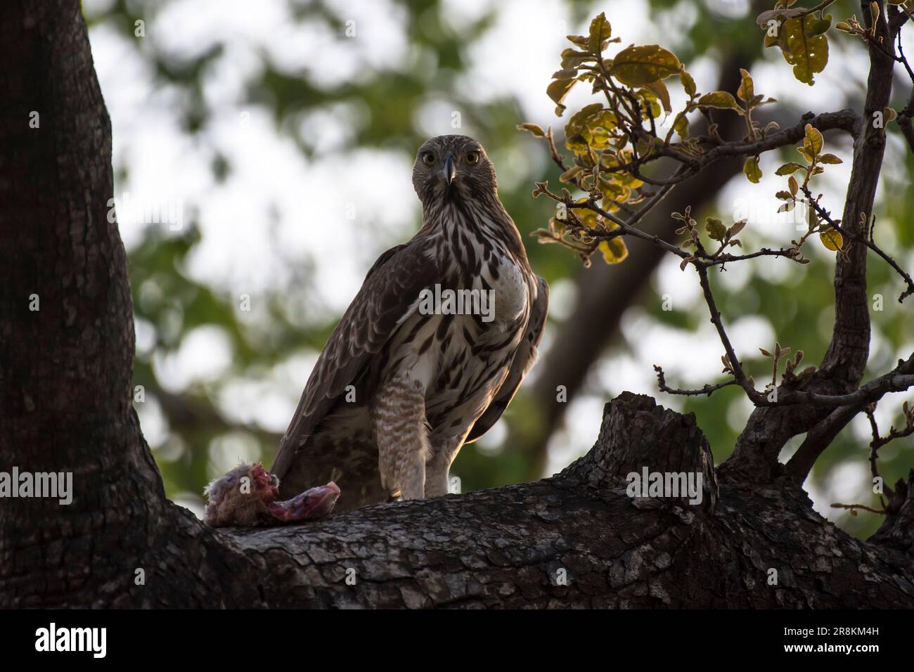 Wechselbarer Falken-Adlervogel, der auf einem Ast ruht Stockfoto