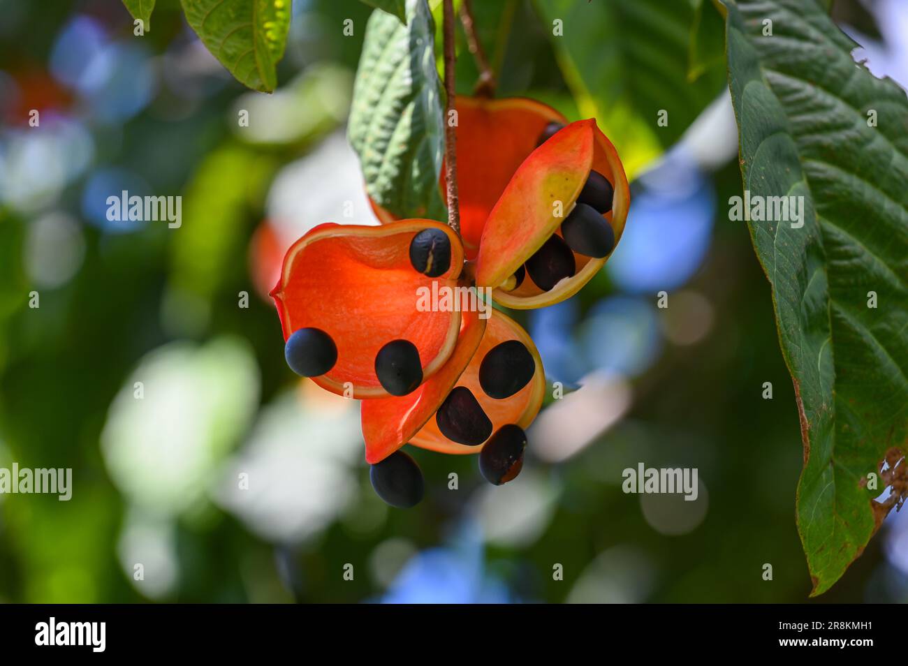 Nahaufnahme einer tropischen Pflanze mit üppigem, grünem Laub. Stockfoto