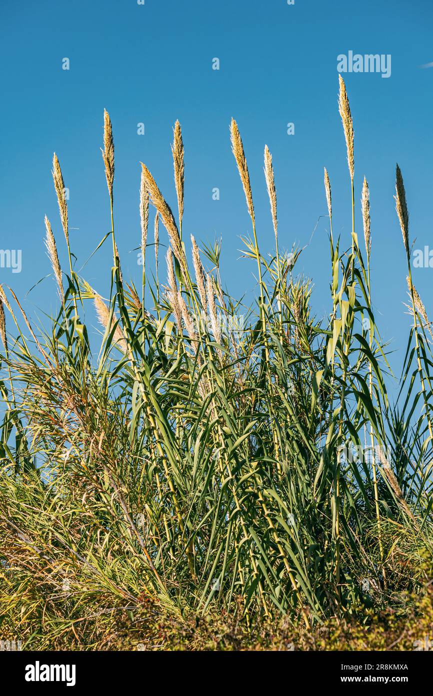 Schilf oder Zuckerrohr, der in Feuchtgebieten vor blauem Himmel wächst Stockfoto