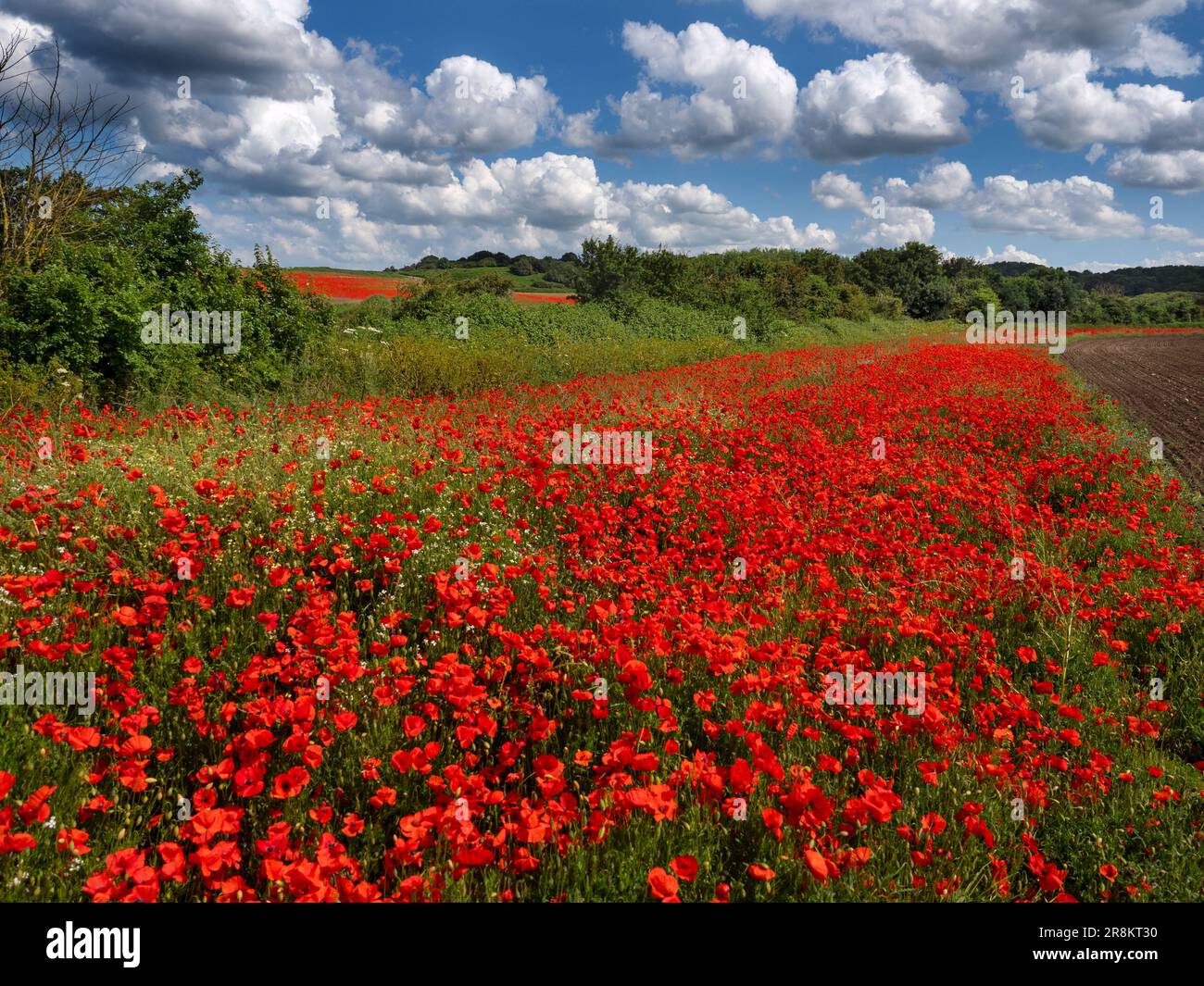Papaver Rhoeas – Maispoppies am Feldrand Ende Juni Sommer North Norfolk Stockfoto