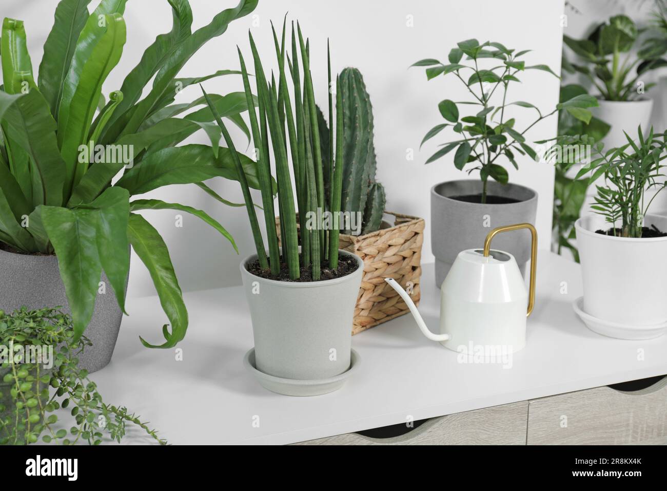 ninja variegata Buy Alocasia Black Velvet Ninja Splash