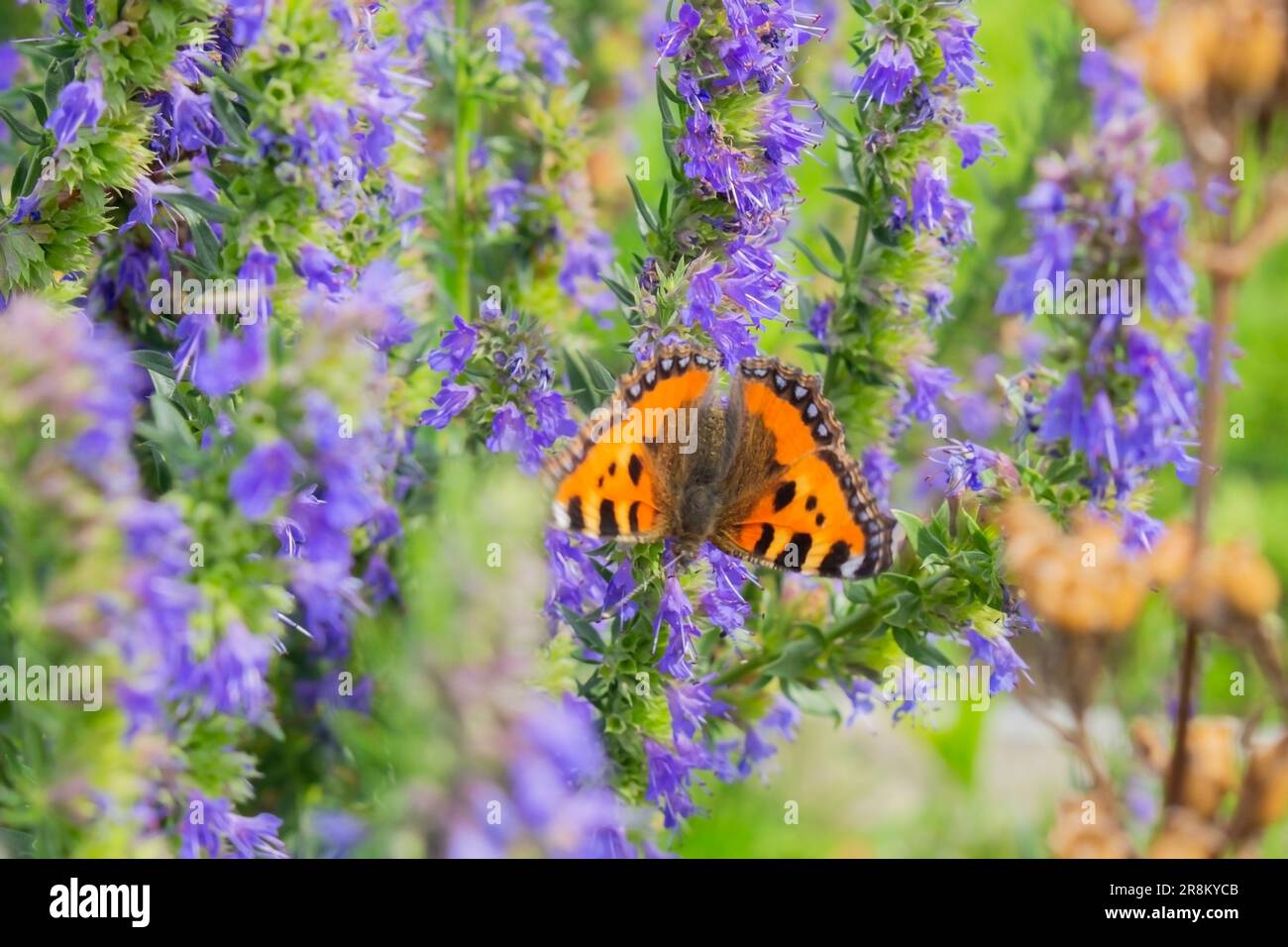 Bunter Schmetterling auf einer Blume im Sommer Stockfoto