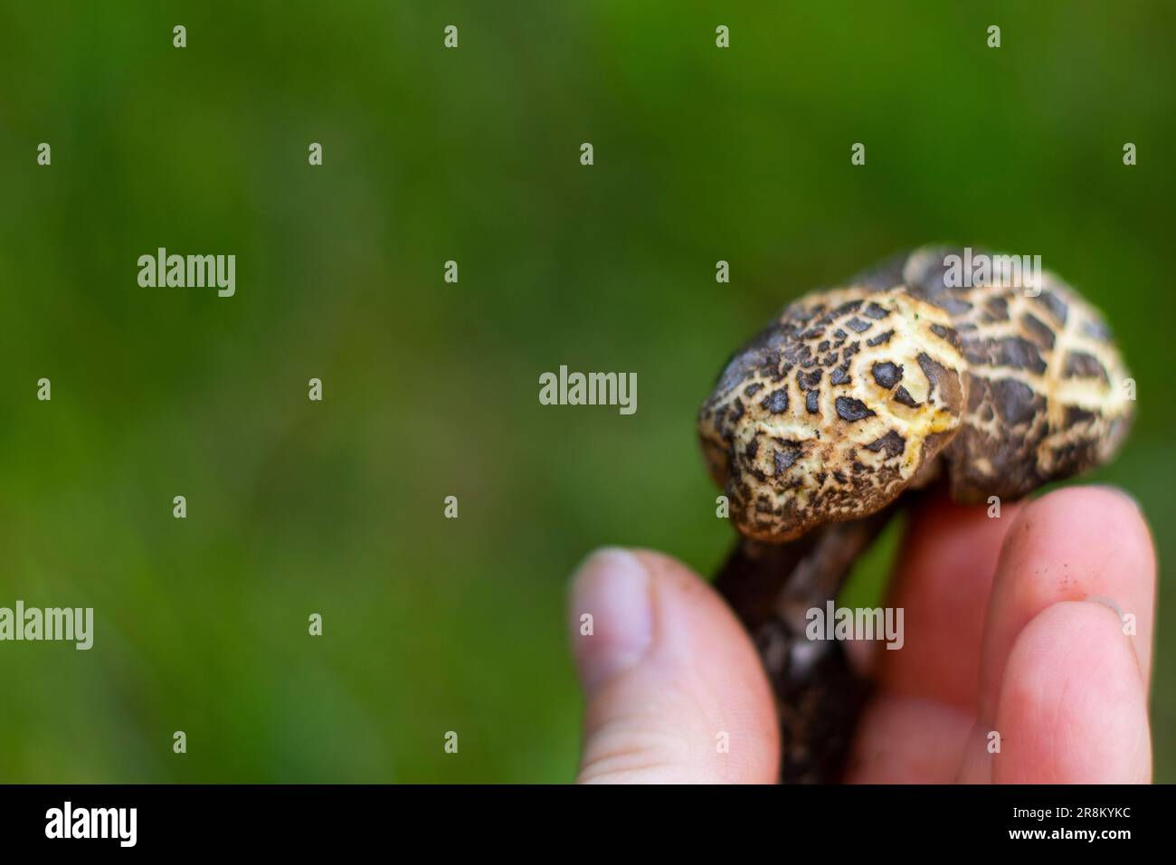 Xerocomellus chrysenteron-Pilz in der Hand Stockfoto