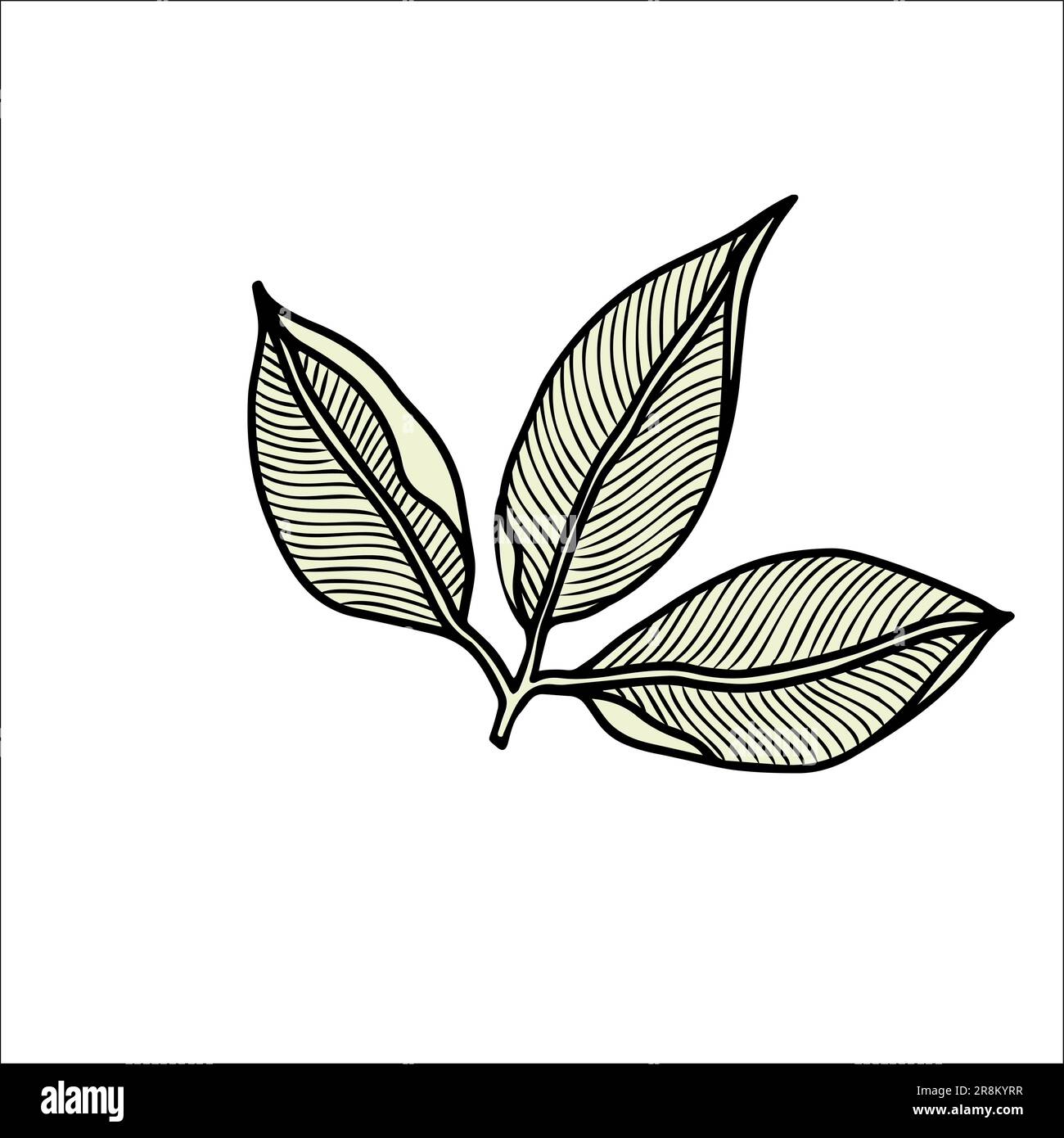 Rosenblätter. Blumiges botanisches Grün. Handgezeichnete Tintenkunst. Isoliertes Rosenelement auf weiß isoliert. Stock Vektor