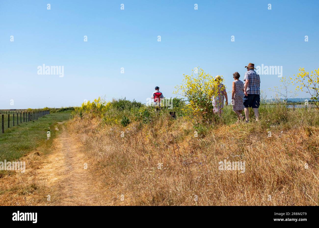 Rye East Sussex, England, Großbritannien - Spaziergang im Sussex Wildlife Trust Rye Harbour Nature Reserve an heißen Sommertagen Stockfoto