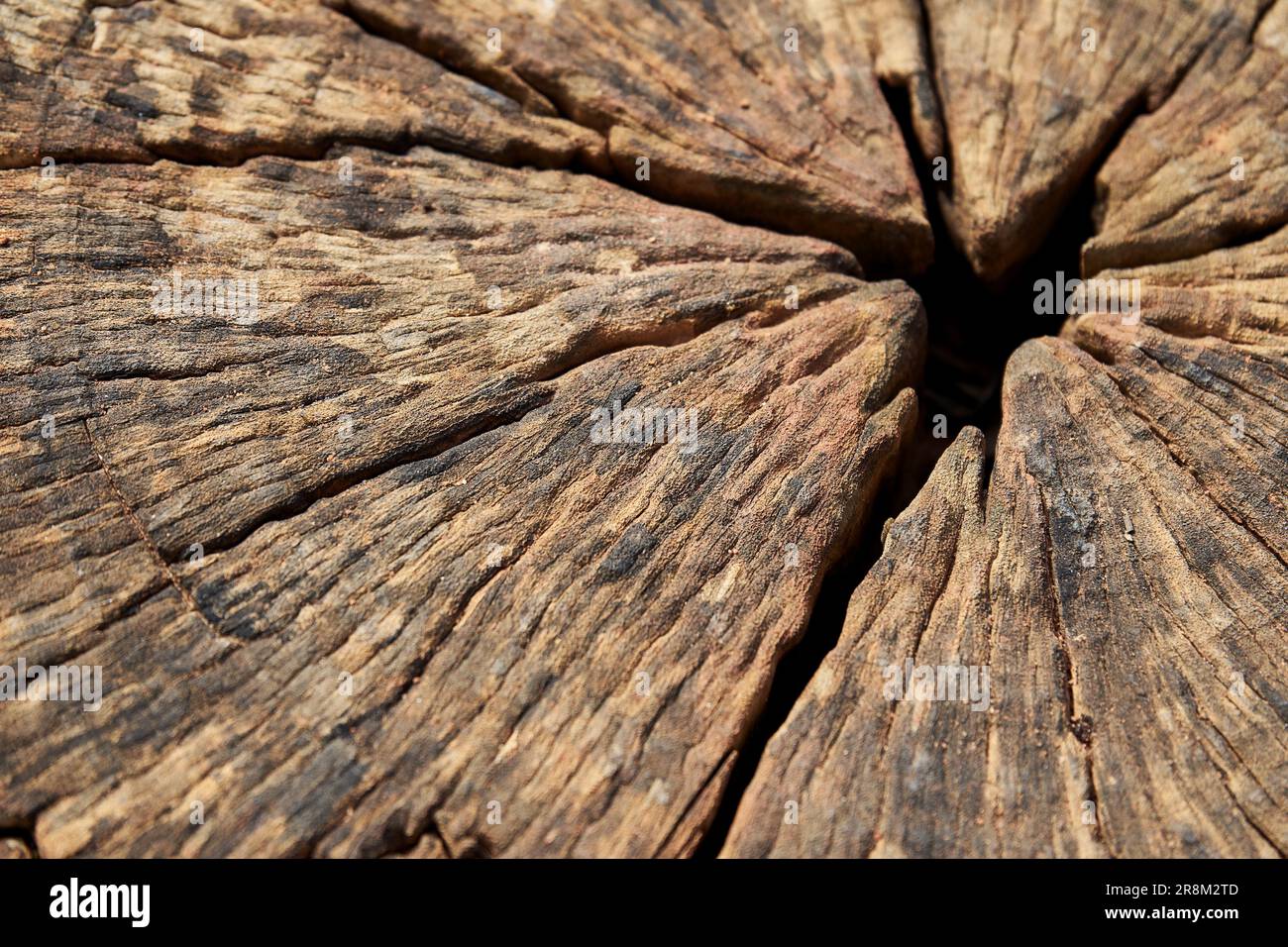 Nahaufnahme eines verfallenen Baumstumpfs Stockfoto