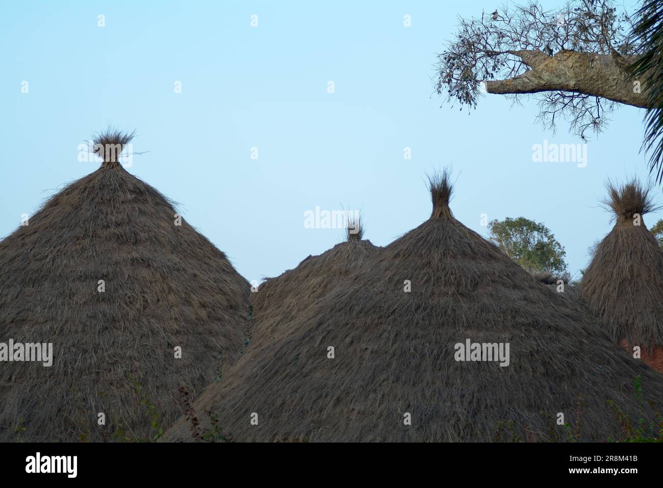 Detail des Daches einiger afrikanischer Hütten neben dem Zweig eines Baobab-Baumes. Stockfoto