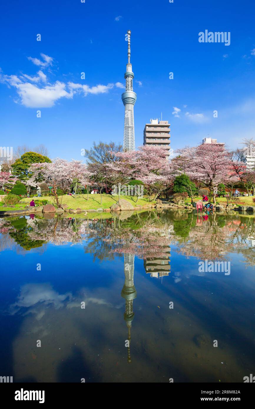 Tokyo Sky Tree und Kirschblüten im Sumida Park Stockfoto