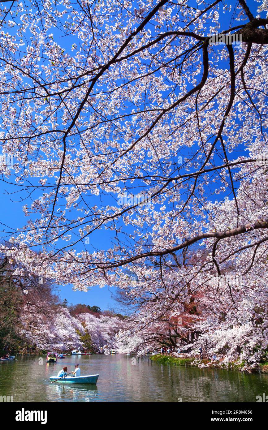 Kirschblüten im Inokashira Park Stockfoto