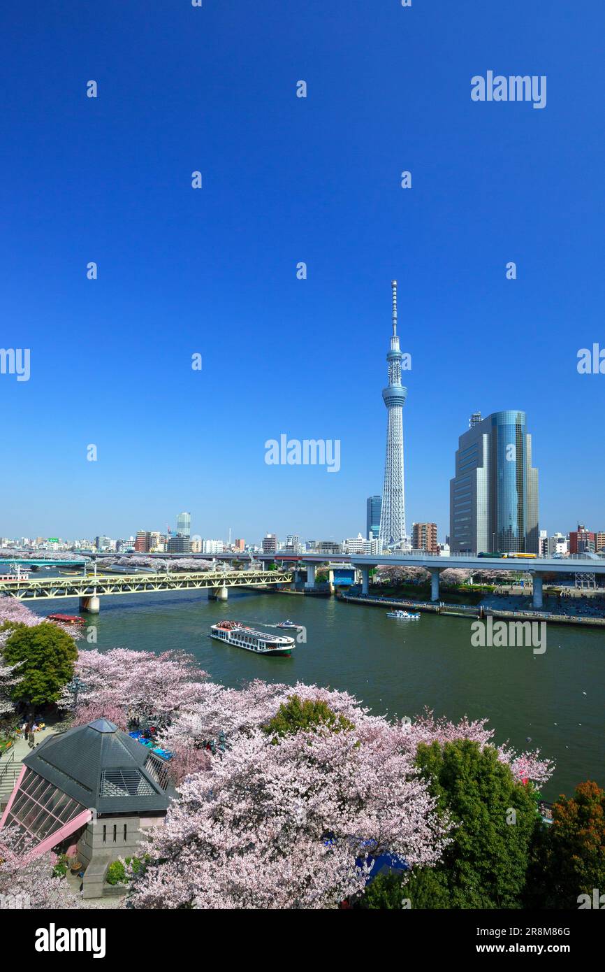 Tokyo Sky Tree und Kirschblüten im Sumida Park Stockfoto