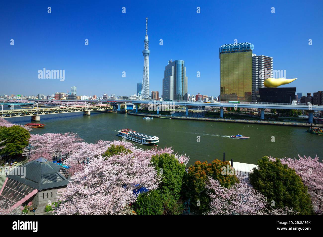 Tokyo Sky Tree und Kirschblüten im Sumida Park Stockfoto