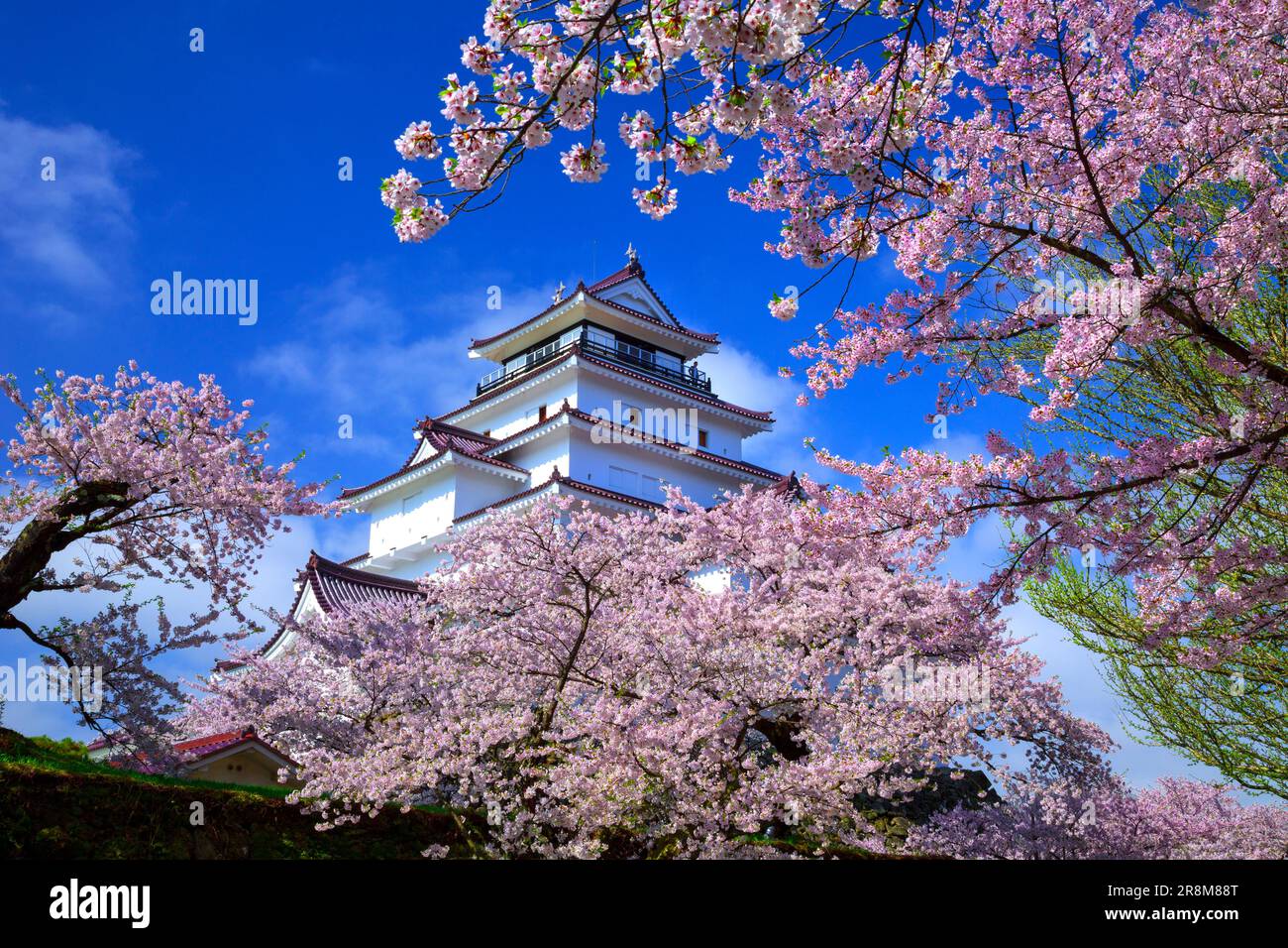 Schloss Tsuruga und Kirschblüten Stockfoto