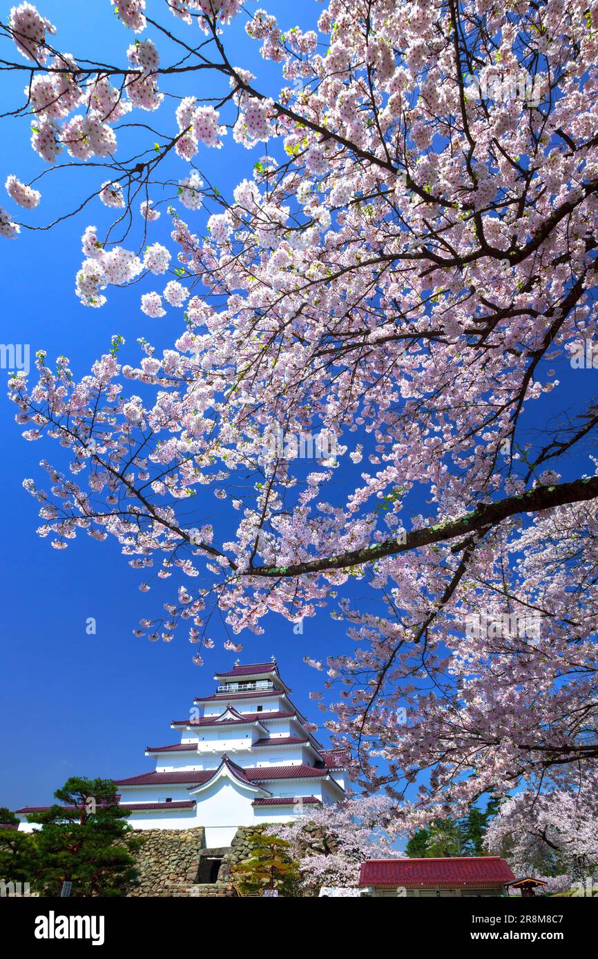 Schloss Tsuruga und Kirschblüten Stockfoto