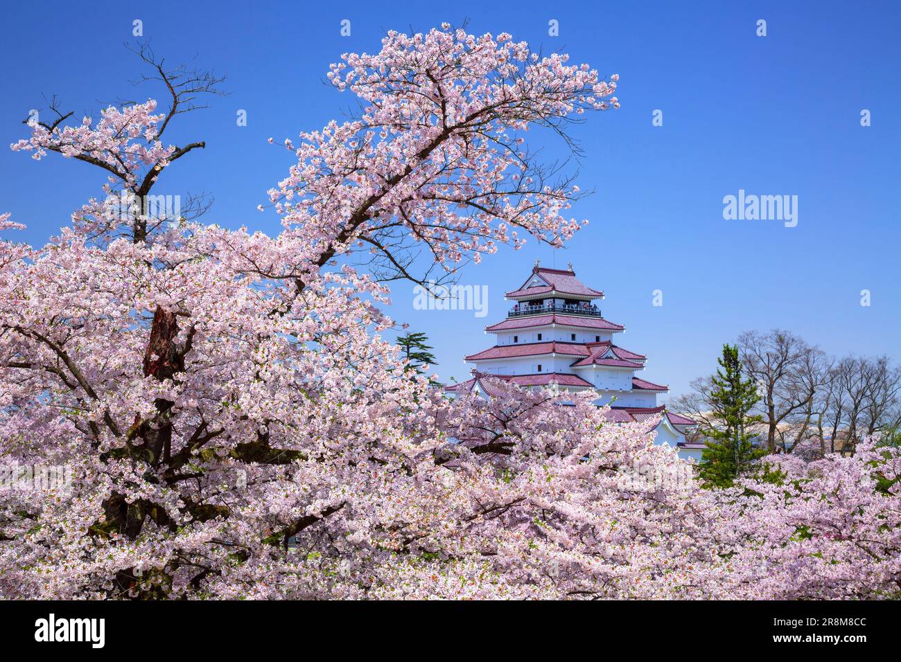 Schloss Tsuruga und Kirschblüten Stockfoto