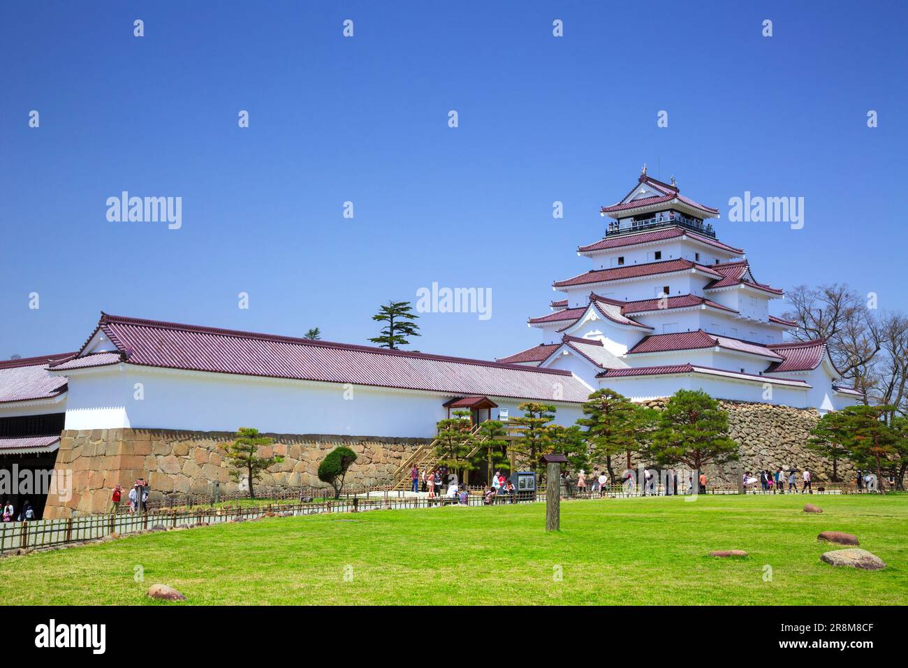 Schloss Tsuruga und Kirschblüten Stockfoto