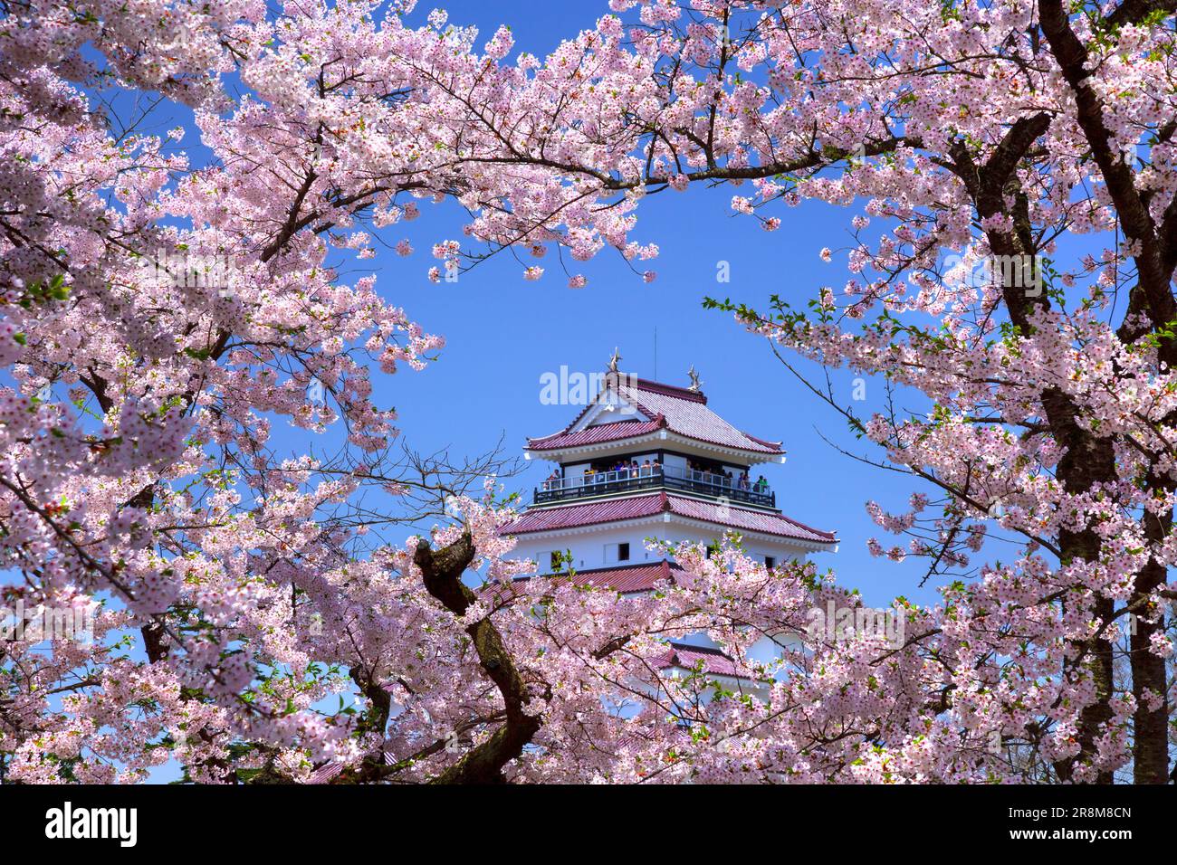 Schloss Tsuruga und Kirschblüten Stockfoto