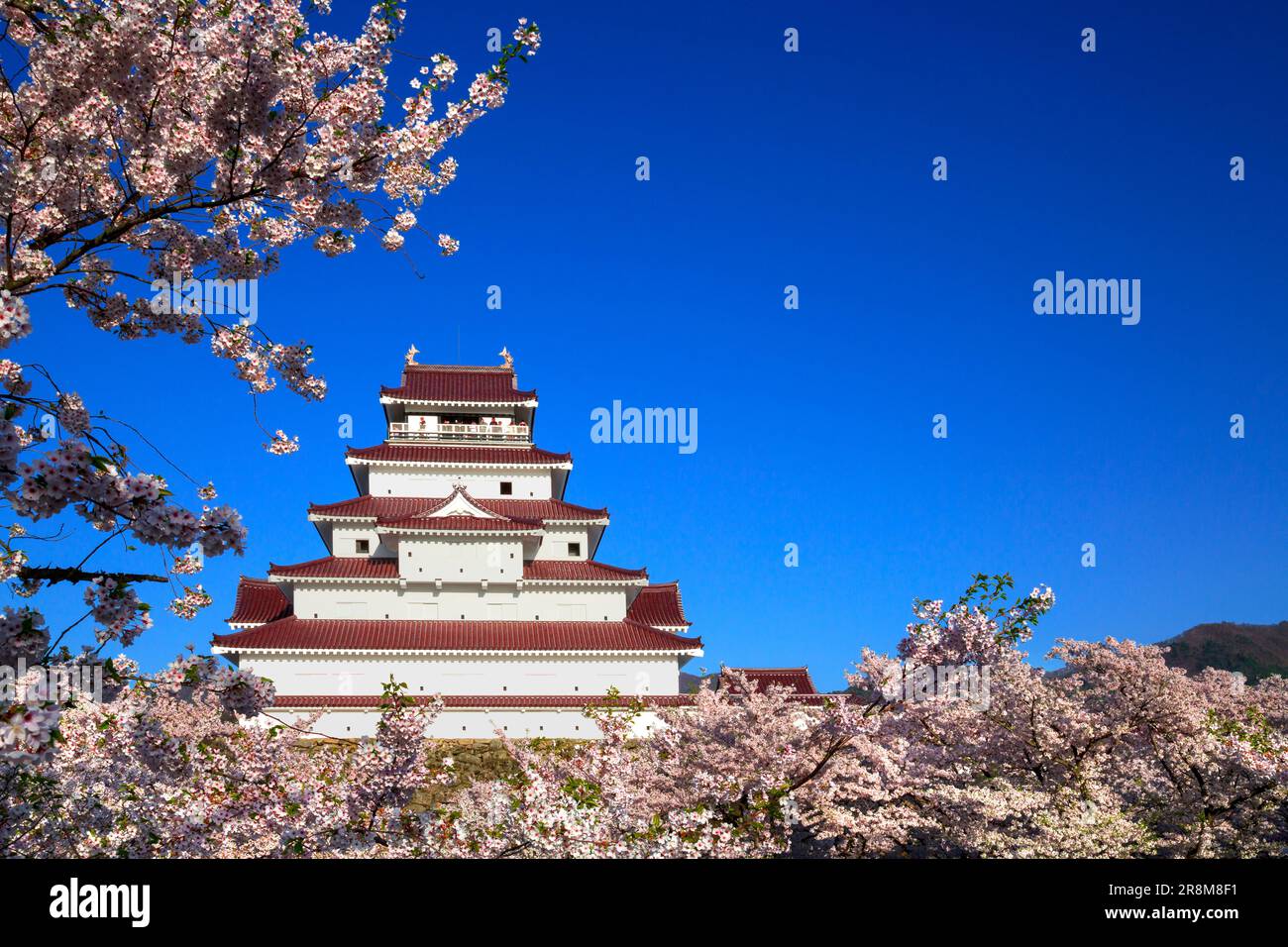 Schloss Tsuruga und Kirschblüten Stockfoto