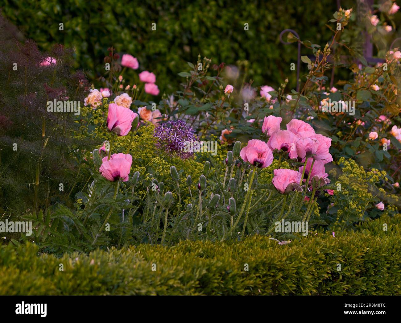 Rosa Mohn orientalisch, Riesenzwiebel im Garten Stockfoto