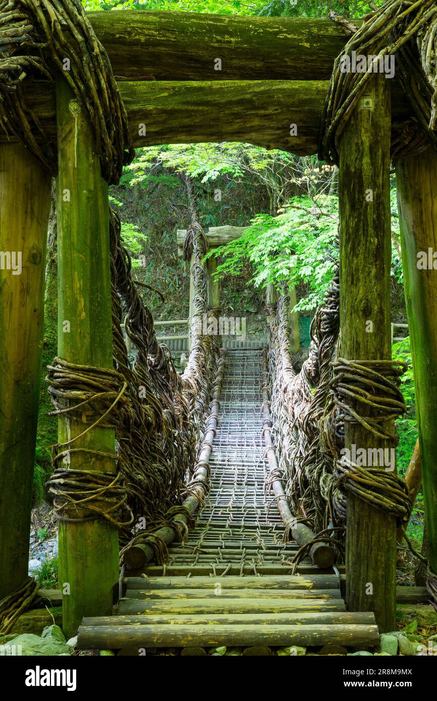 Oku-Iya Niju-Kazura-Brücke in frischem Grün Stockfoto