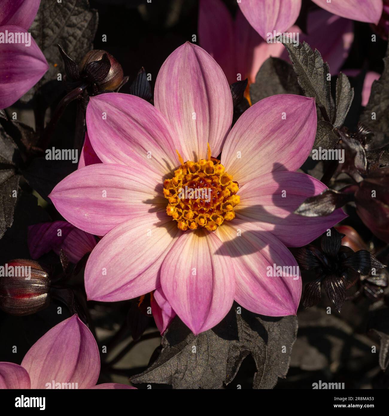 Dahlia „Happy Days Pink“ mit leuchtend rosa Blumen und violett-bronzefarbenem Laub, das in einem britischen Garten wächst Stockfoto